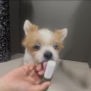 강아지 발 밤 발바닥 보습이 고민중이라면 공존스토리