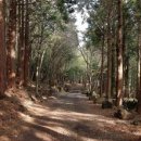 치유의 숲 이미지