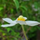 바람꽃뜰 이미지