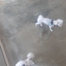 꼬리살랑 이미지