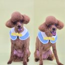 꼼꼼하개 이미지