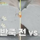 솔국수 이미지