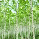 자작나무숲 가는 길 이미지