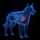 소랑동물병원 이미지