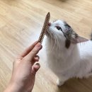 큐덴탈 | 고양이양치껌 덴탈껌 추천 뉴트리오 덴코큐 고양이 덴탈 양치껌 연어 급여 후기