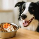 피카소동물병원 이미지