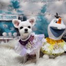 뽀송이네 펫살롱 이미지