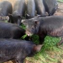 정영호농장 이미지