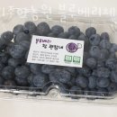 블루베리체험 베리조아농원 블루베리체험 충주 청주 충청도 블루베리체험농장 예약방법 위치 후기