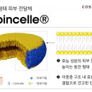 코인빌리지 이미지