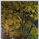 금호강영천 이미지