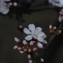 가상다반