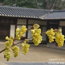 한국특산