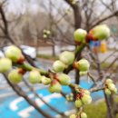 나무의 꿈 이미지