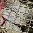 꿉소굽소식당 | 일산 맛집 백석역 소말뚝생갈비 독특한 식감 오늘은 어디서 한잔할까? no.9