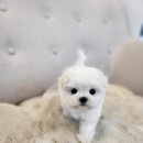 김해 강아지분양 고양이분양 똥강아지 이미지