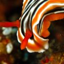 고시서림 이미지