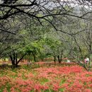 선운사의추억 | 철 지난 불갑사와 선운사의 꽃무릇