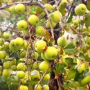 유기택「나무」 이미지