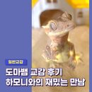 교감 | 도마뱀 교감 후기 | 애니멀 커뮤니케이터 하모니와의 재밌는 만남