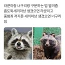 너구리 이미지