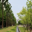 제1307회 평일낮화요걷기 (5월23)장미가한창인 경의선숲길,,효창공원 갑니다 이미지