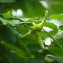 평화와 행복을 가져오는 개암나무[한국의 자원식물 이야기 이미지