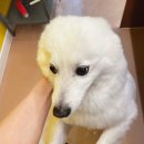 레오네식탁 이미지