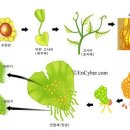 고사리에 대한 연구 - 여러... 백과사전에서 전재 이미지