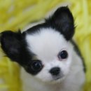 이개누구개 이미지