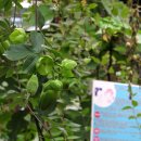 원평농장 이미지