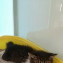 태양지압교정원 이미지