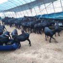 솔염소농장 이미지