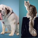 개와고양이 이미지