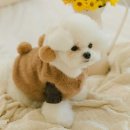 꼴레트 이미지