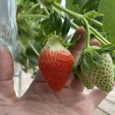 보광농장 이미지