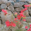 제재텐스빌 이미지