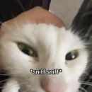 브리브리