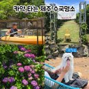 제주에 이런 곳이 있었다고? 카약 타고 수국길 걷는 여행지