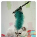 미미그루밍 이미지