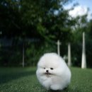 퍼피데일리 이미지