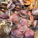 갯벌의조개 마곡점 이미지