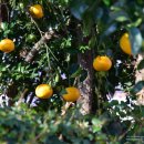 장전리마을회관 이미지