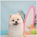 메리몰펫샵 이미지