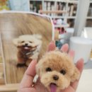 면역공방 | 안양 양모펠트 공방 까망콕에서 강아지 얼굴키링 원데이클래스 체험 후기 🐶🧶 💖