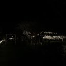 용문 애견 이미지