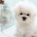 이정훈강아지