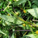 도깨비풀 이미지