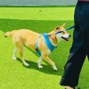 댕댕아 학교가자 이미지