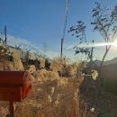 잭큐몬티562 이미지